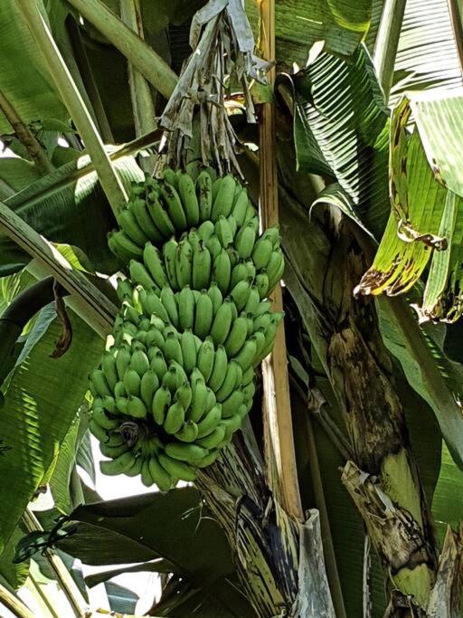 Raiatea, Opoa, Studio Du Fare Reve, Acces Mer Privatif Kültér fotó
